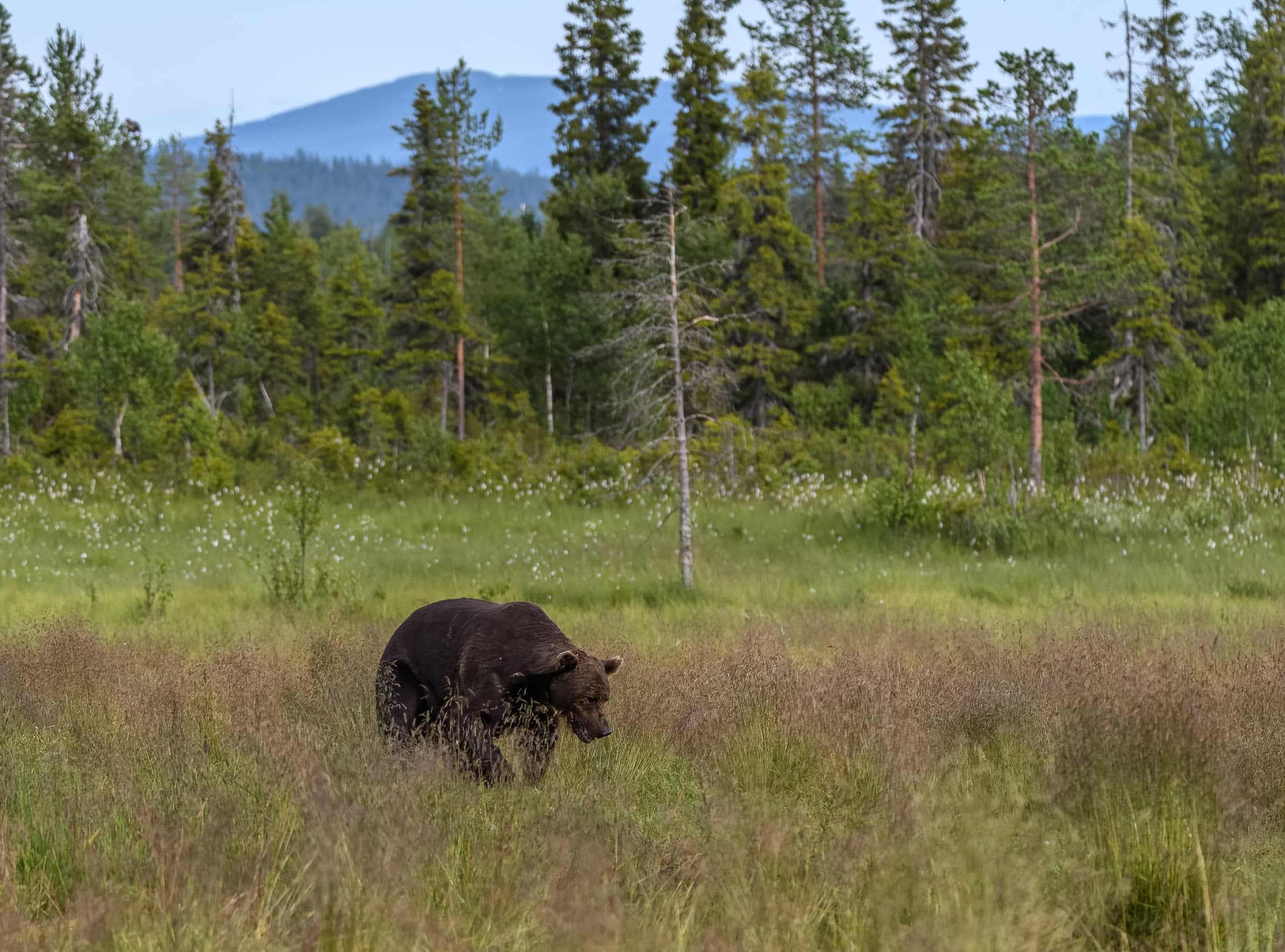 Karhujen yökatseluretki | Kuusamo