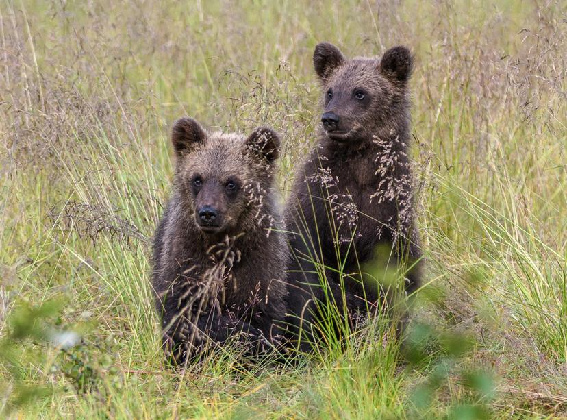 Karhujen yökatseluretki | Kuusamo