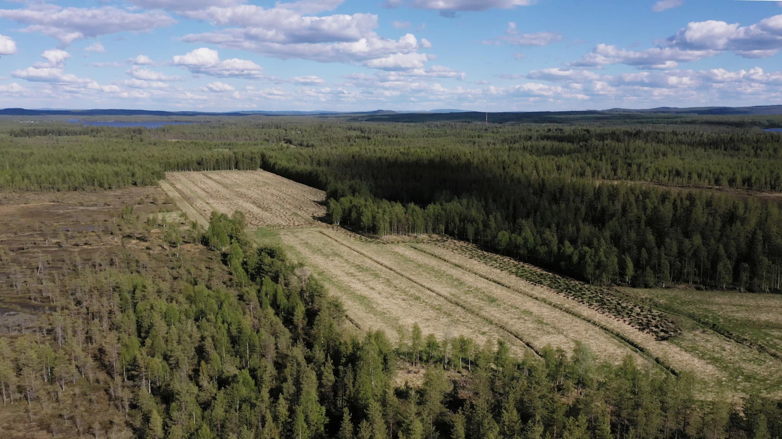 Luontoteko uudismetsään | Online