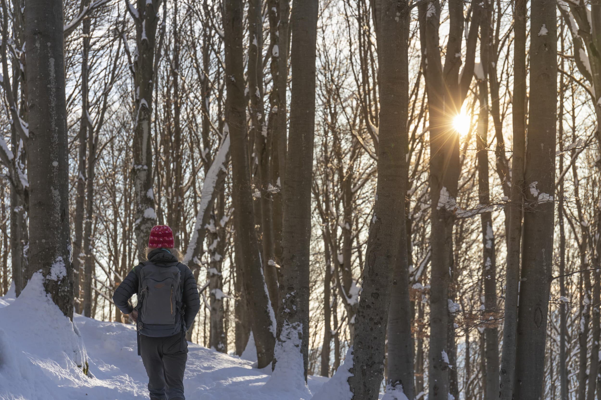 Ohjattu Mindfulness-retki metsään 1-7:lle | Pääkaupunkiseutu