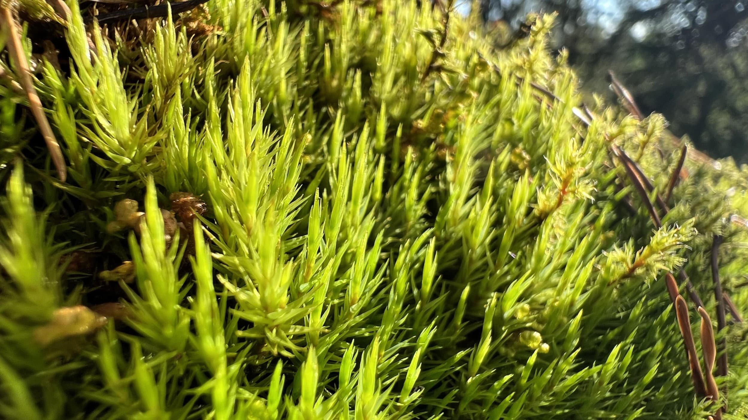 Ohjattu Mindfulness-retki metsään ja nokipannukahvit 8:lle | Pääkaupunkiseutu