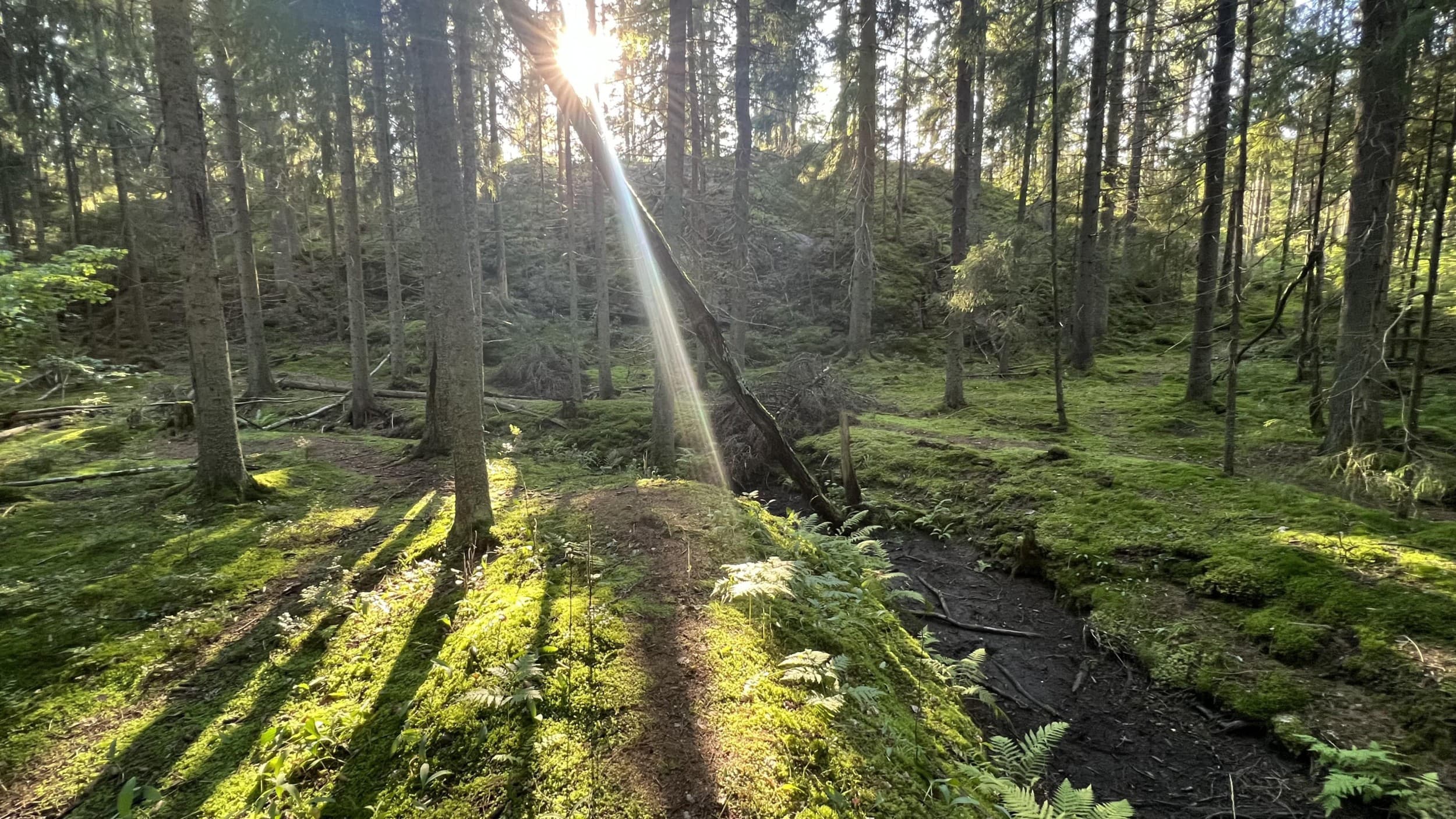 Ohjattu Mindfulness-retki metsään ja nokipannukahvit 8:lle | Pääkaupunkiseutu