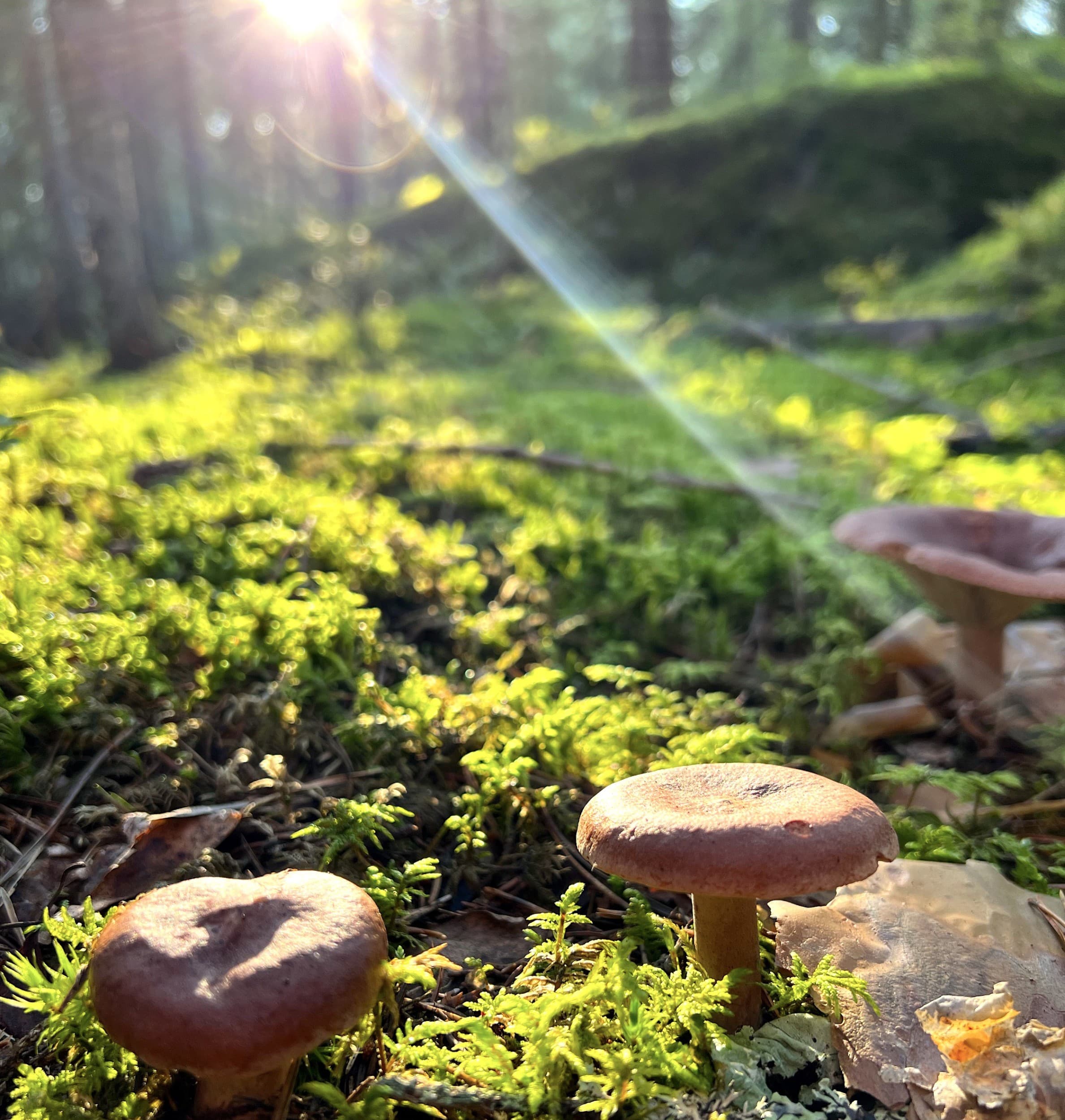 Ohjattu Mindfulness-retki metsään ja nokipannukahvit 11:lle | Pääkaupunkiseutu | Elamyslahjat