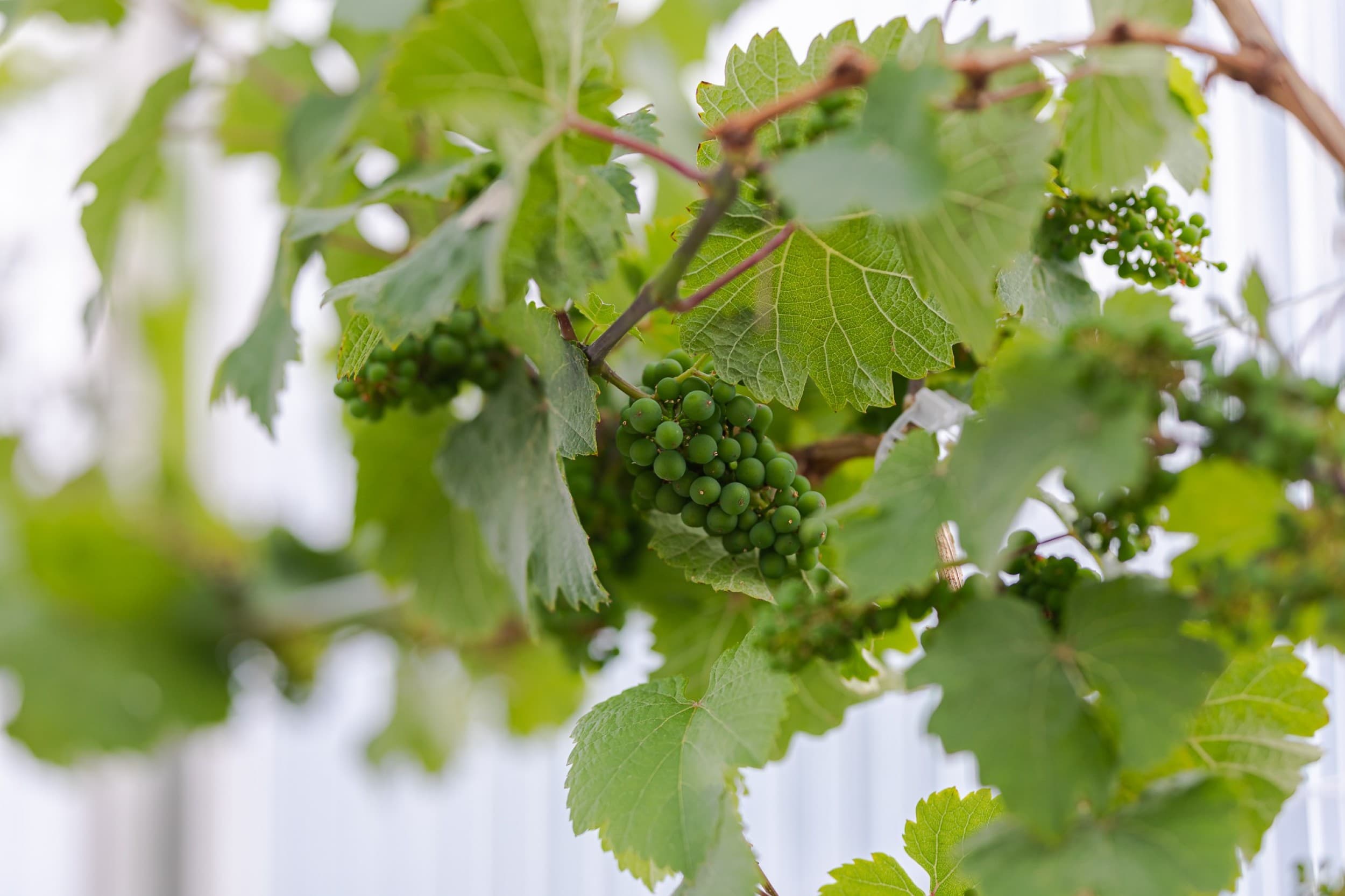 Noble rod jalohomeinen Semillon -viiniköynnös vuodeksi | Nauvo