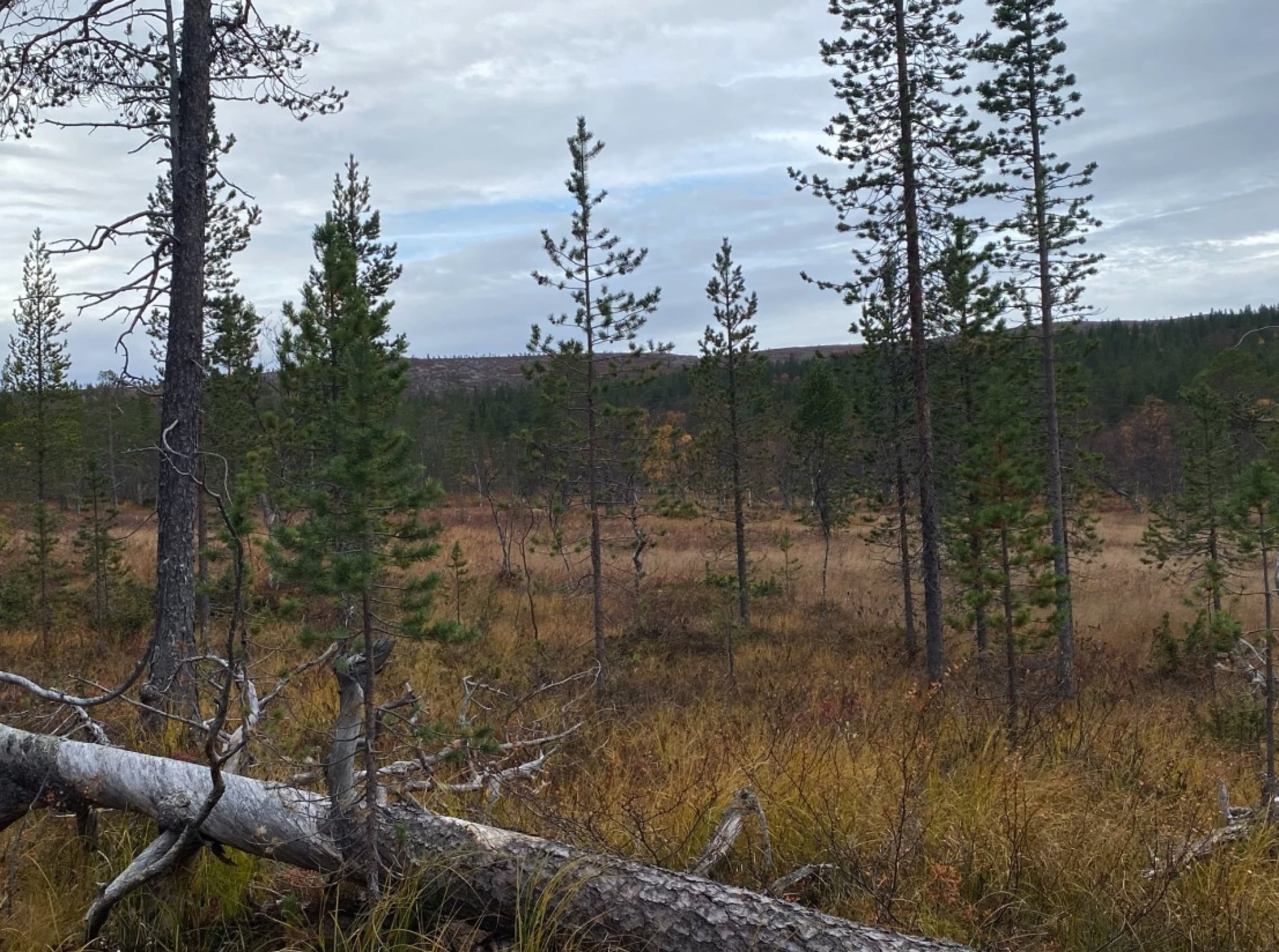 Täysihoidollinen majoitus erämökissä kahdelle viikonloppuna (2 vrk) | Ivalo | Elamyslahjat