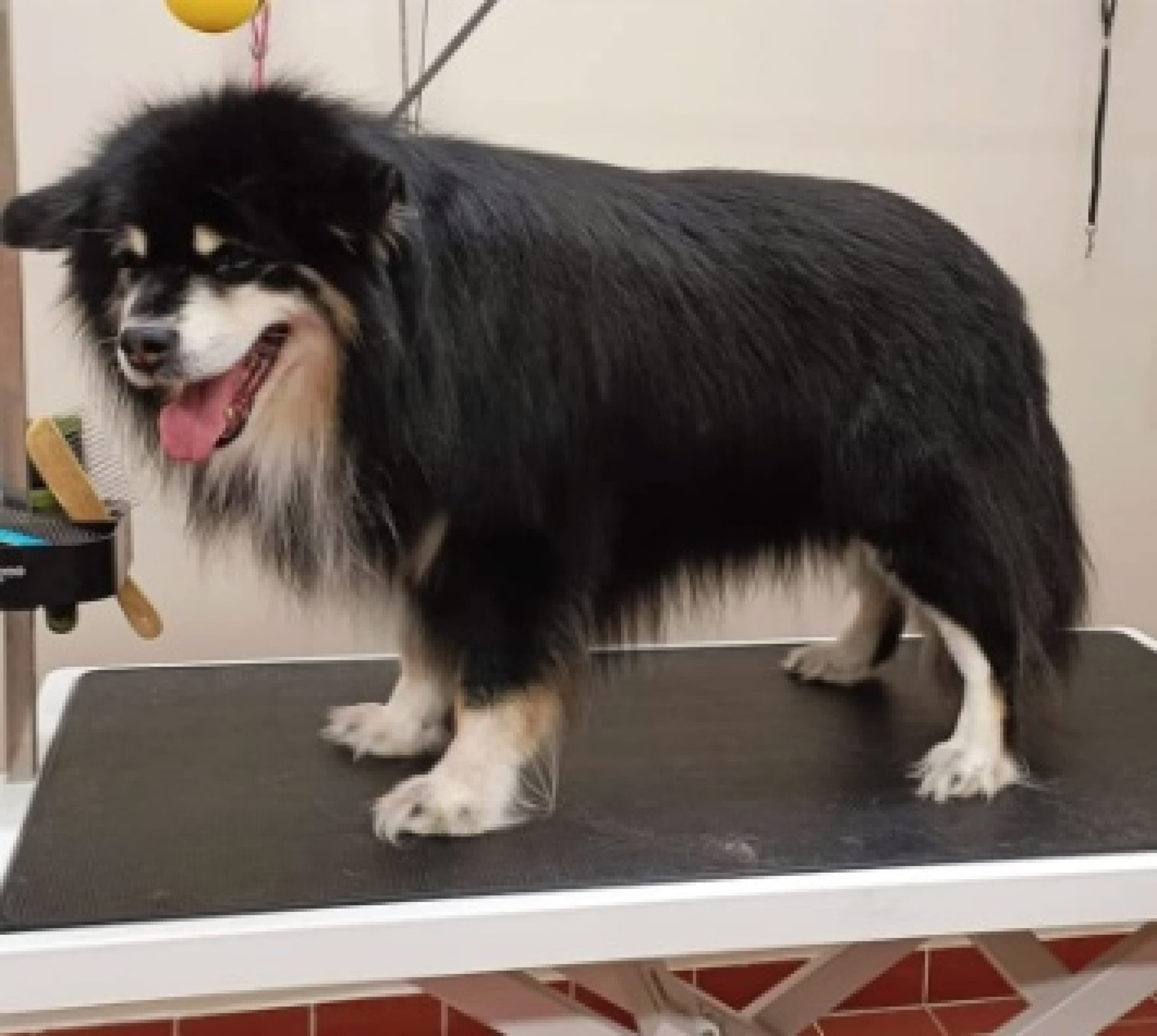 Parhaan ystävän spa -hoitopaketti (iso ystävä 26-35 kg) | Salo | Elamyslahjat