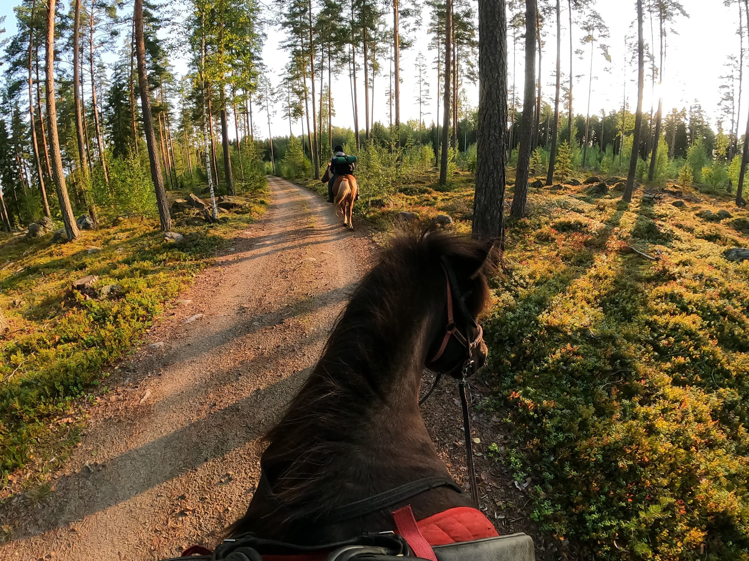 Ohjattu yksityinen ratsastusretki islanninhevosella 1,5h | Pertunmaa