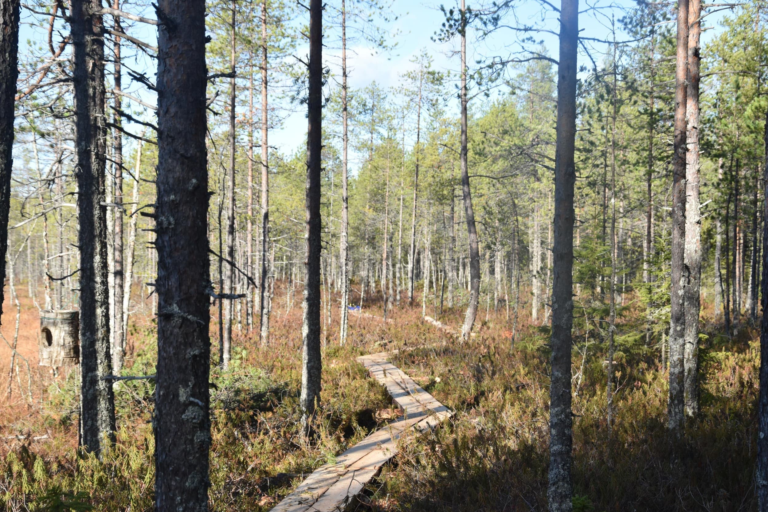 Suon laulu – Kalevala experience | Kuhmo | Elamyslahjat