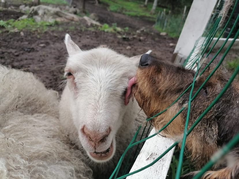 Majoitus eläinten ympäröimänä 2 yöksi kolmelle | Kokkola