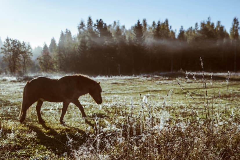Ohjattu yksityinen ratsastusretki islanninhevosella 2h (2hlö) | Pertunmaa