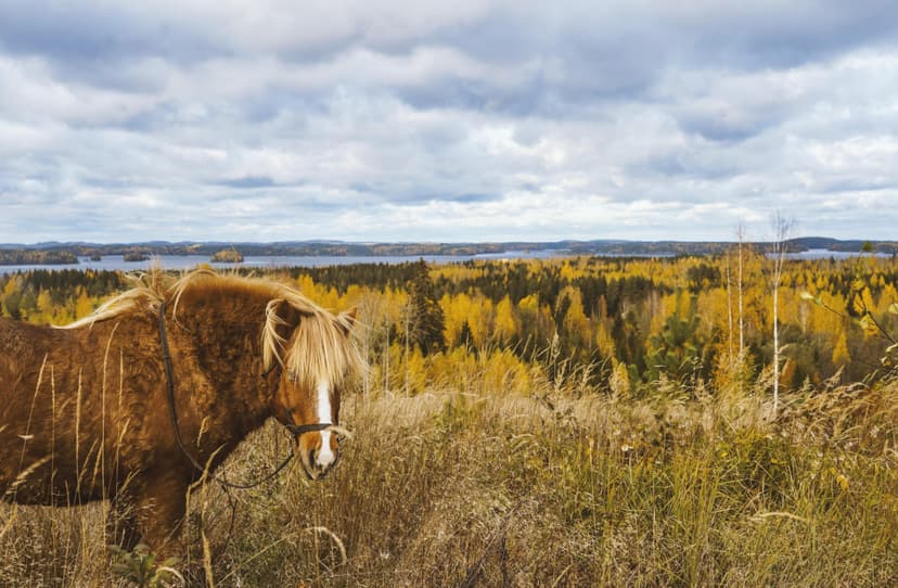 Ohjattu yksityinen ratsastusretki islanninhevosella 3h (2hlö) | Pertunmaa