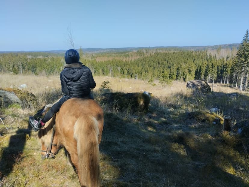 Ohjattu yksityinen ratsastusretki islanninhevosella 1h (3hlö) | Pertunmaa