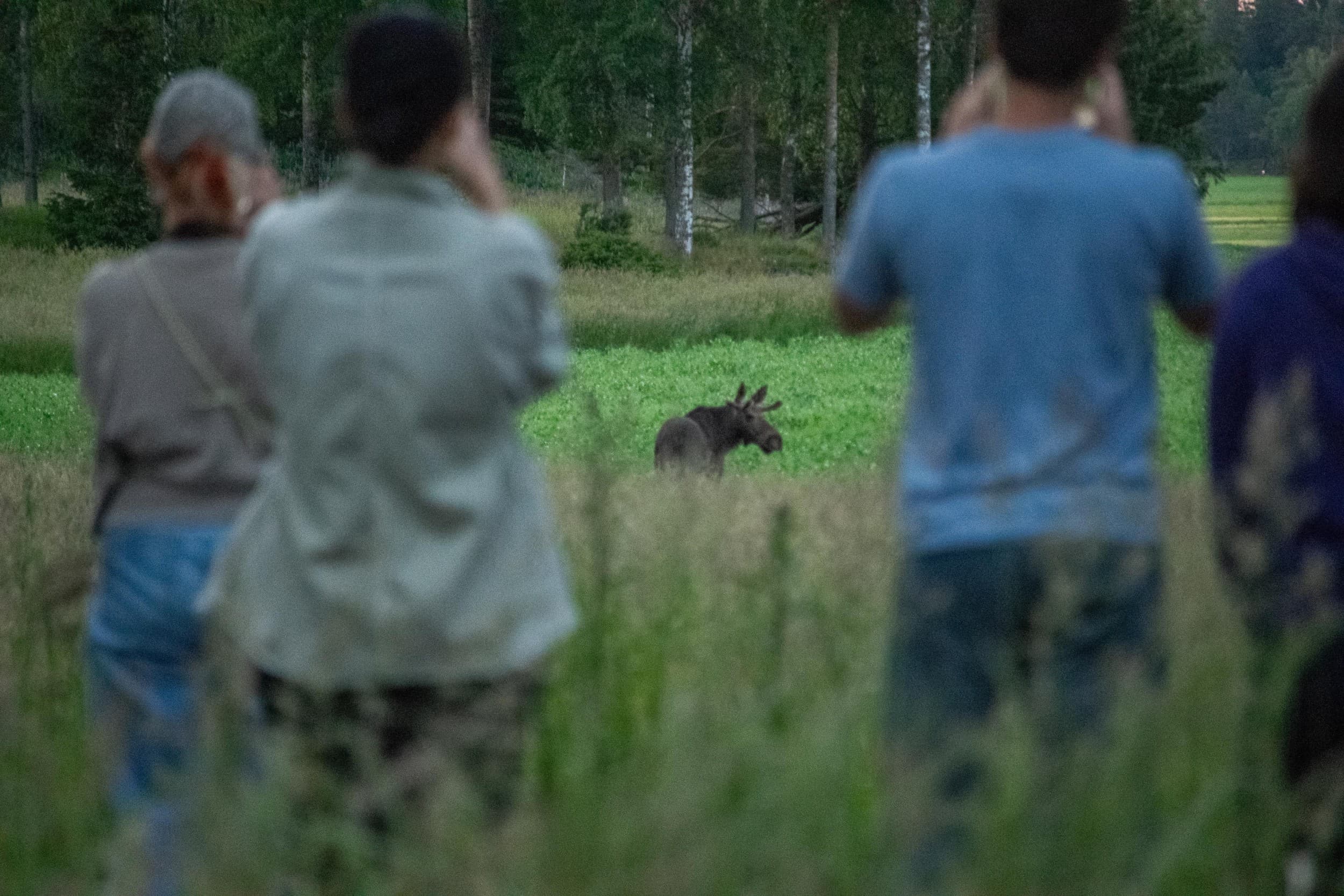 Hirvi- ja villieläinsafari + nuotioillallinen