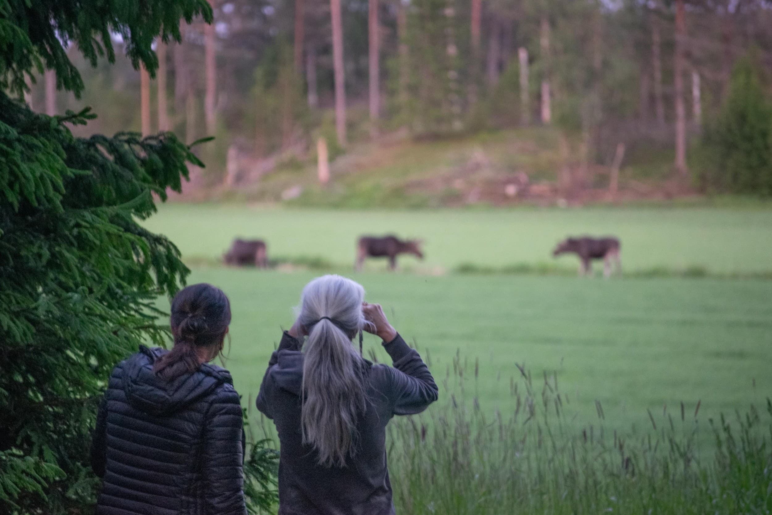 Hirvi- ja villieläinsafari + nuotioillallinen