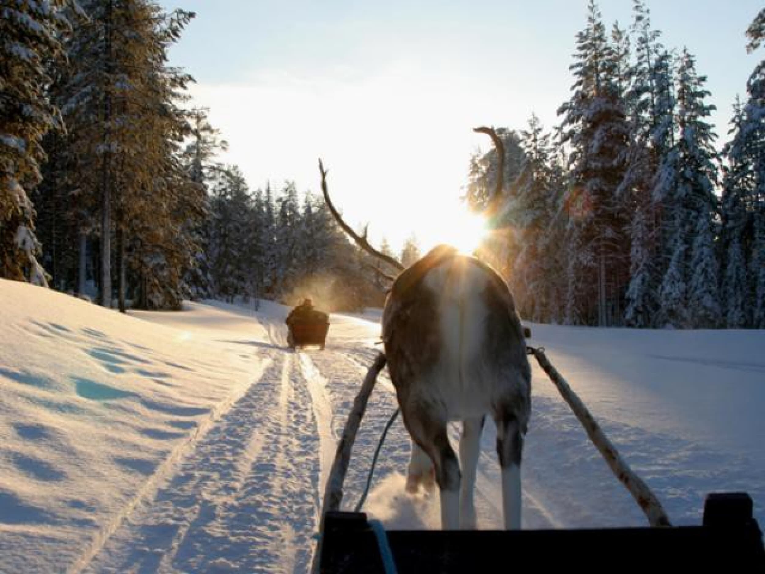 Porosafari kahdelle | Kuusamo | Elamyslahjat