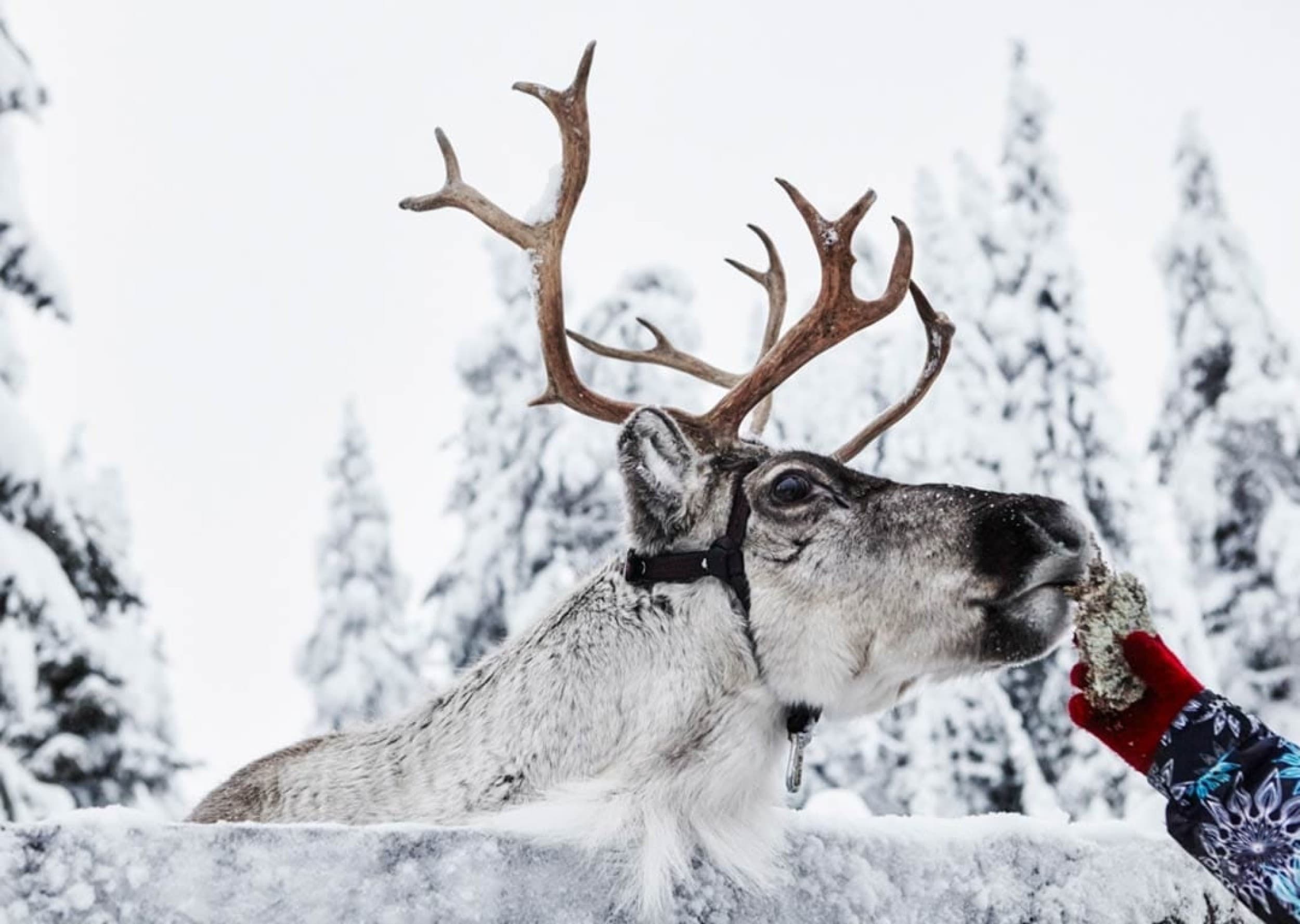 Moottorikelkka- ja porosafari neljälle | Ruka, Kuusamo