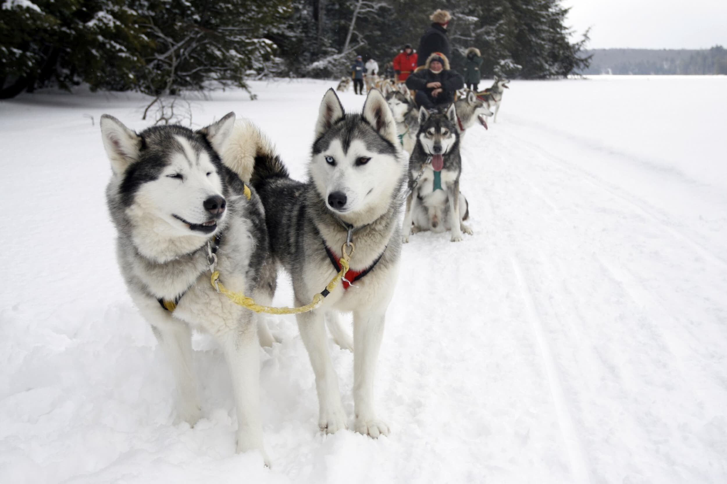 Huskysafari kahdelle | Kuusamo