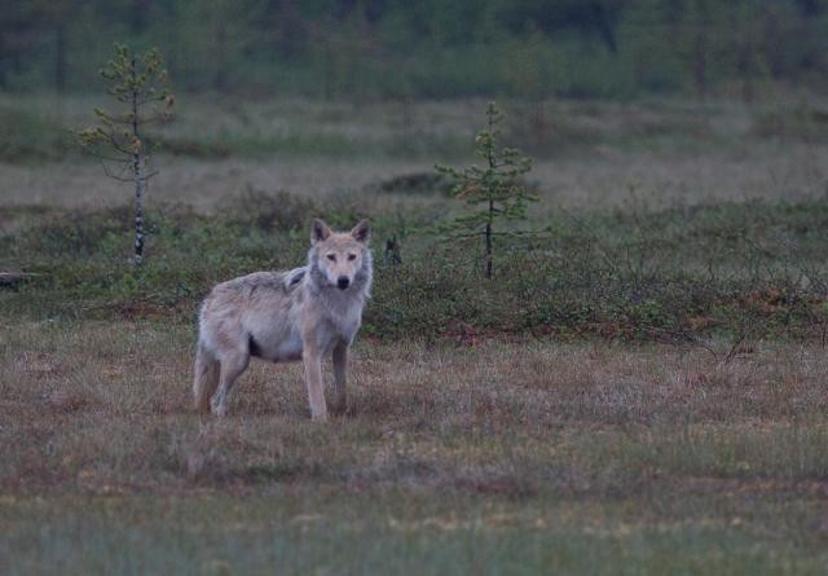 Yö petojen mailla (2:lle) | Kuhmo