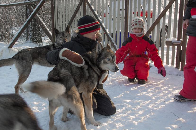Husky-piknik perheelle | Lempäälä