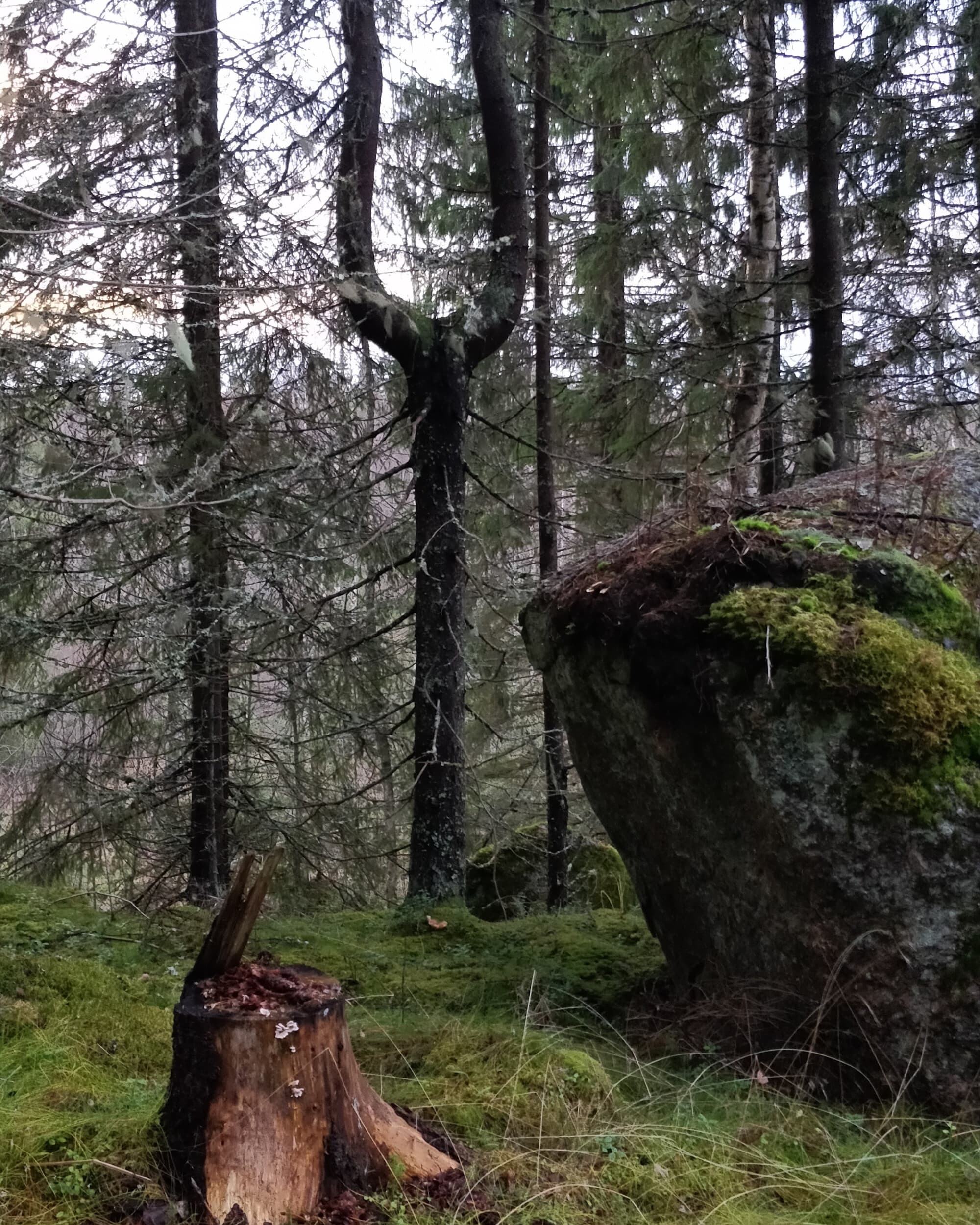 Hiiden aarre – metsäseikkailu lapsille | Orivesi | Elamyslahjat