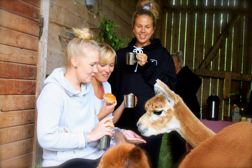 Ahlaisten alpakkapatikka kahdelle viikonloppuna | Pori