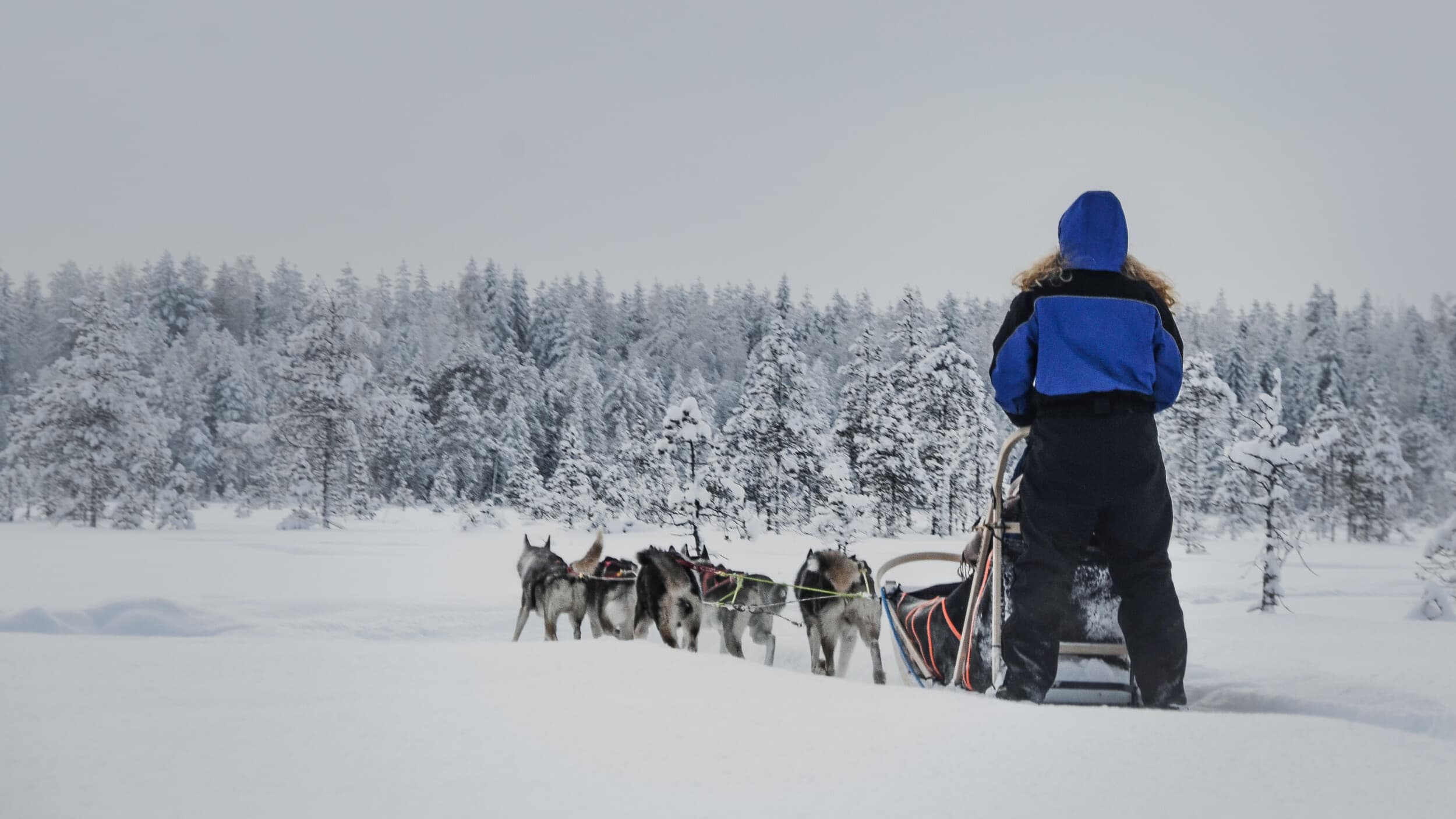 Vierailu huskyfarmilla ja huskysafari kahdelle | Rovaniemi | Elamyslahjat