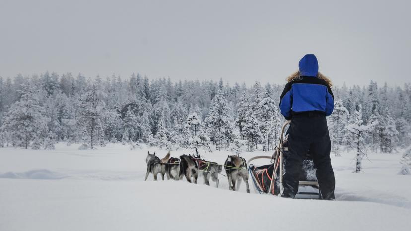 Vierailu huskyfarmilla ja huskysafari kahdelle | Rovaniemi