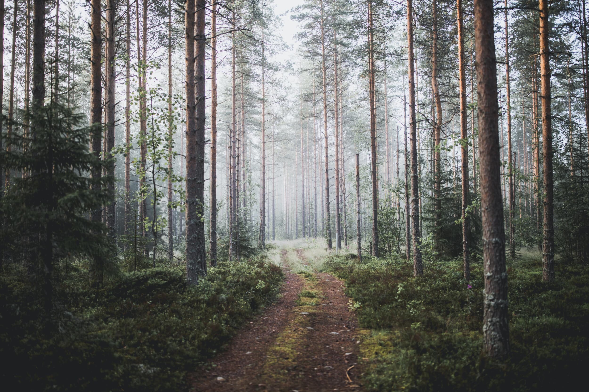 Metsäelämys | Vantaa