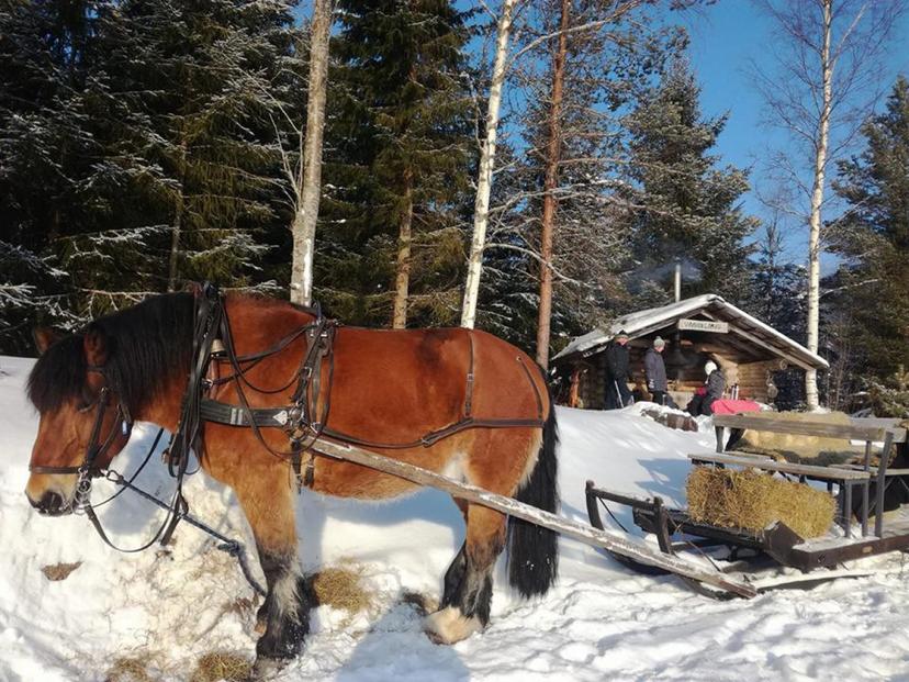 Hevosajelu ja nokipannukahvit kahdelle | Ikaalinen