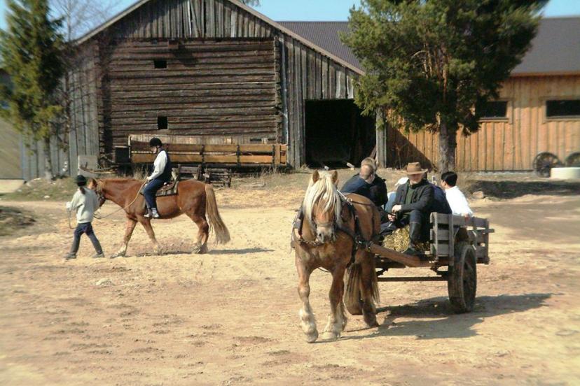 100 € avoin lahjakortti hevosohjelmiin | Ikaalinen