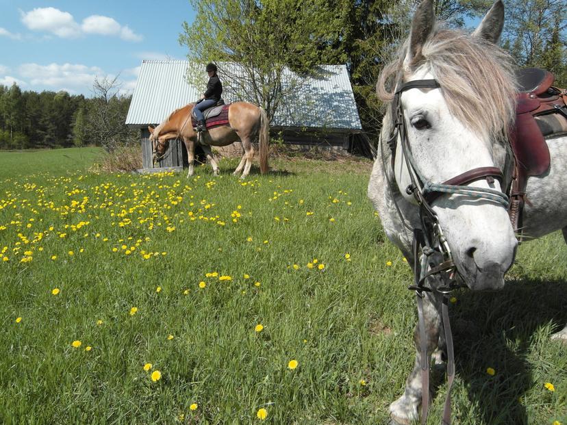 Avoin lahjakortti 420 € ratsastuslomalle | Ikaalinen
