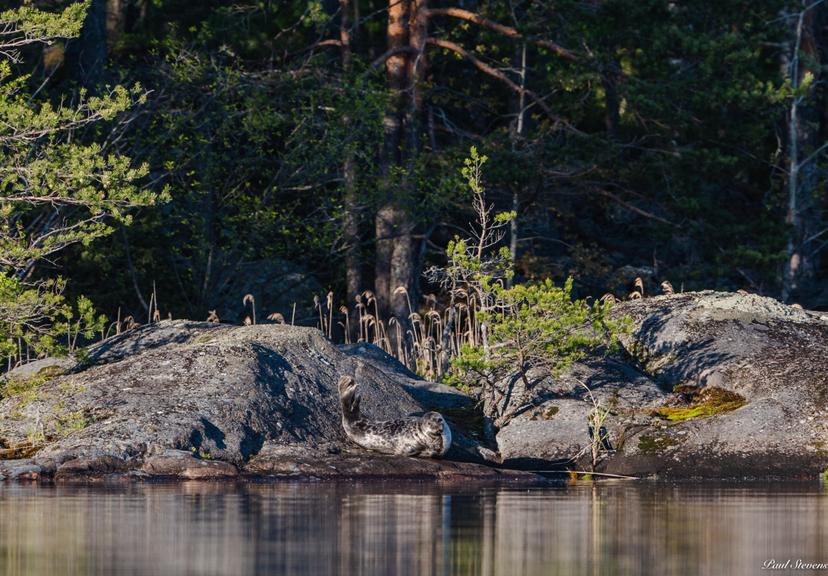 Saimaaretki lapselle ekopaatilla | Puumala