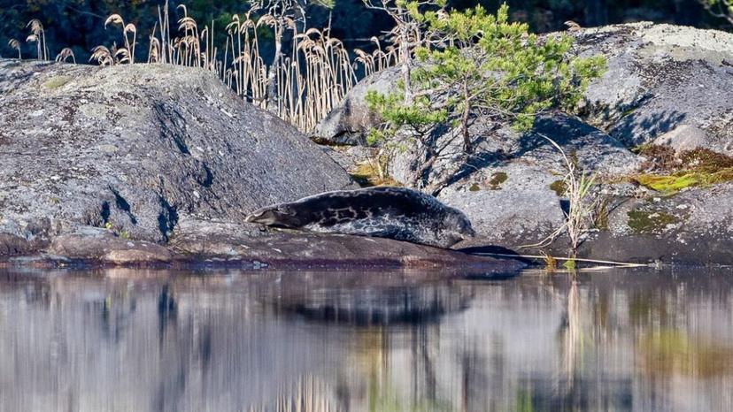 Norpparetki ekopaatilla kahdelle | Puumala