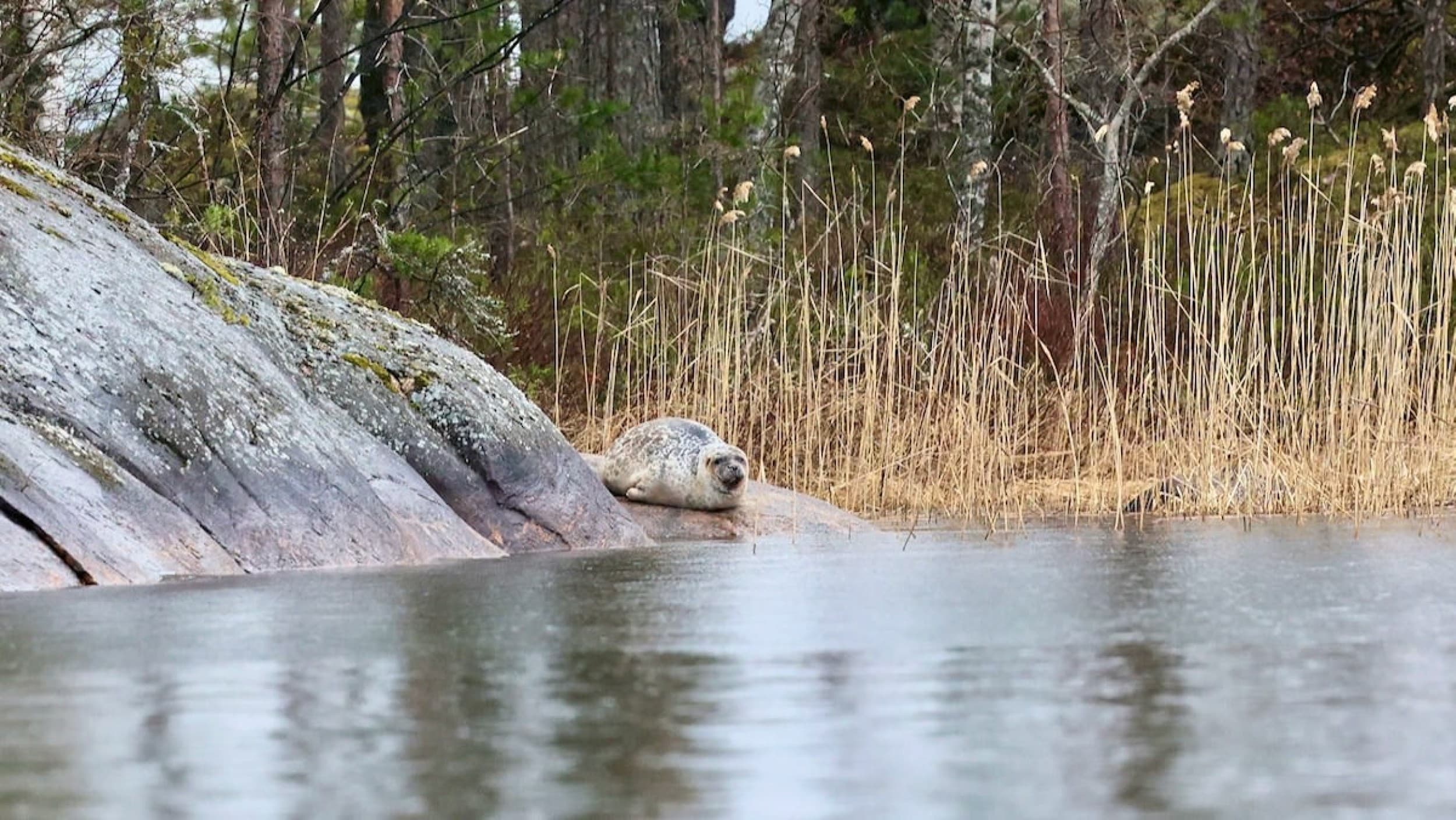 Norpparetki ekopaatilla kolmelle | Puumala | Elamyslahjat