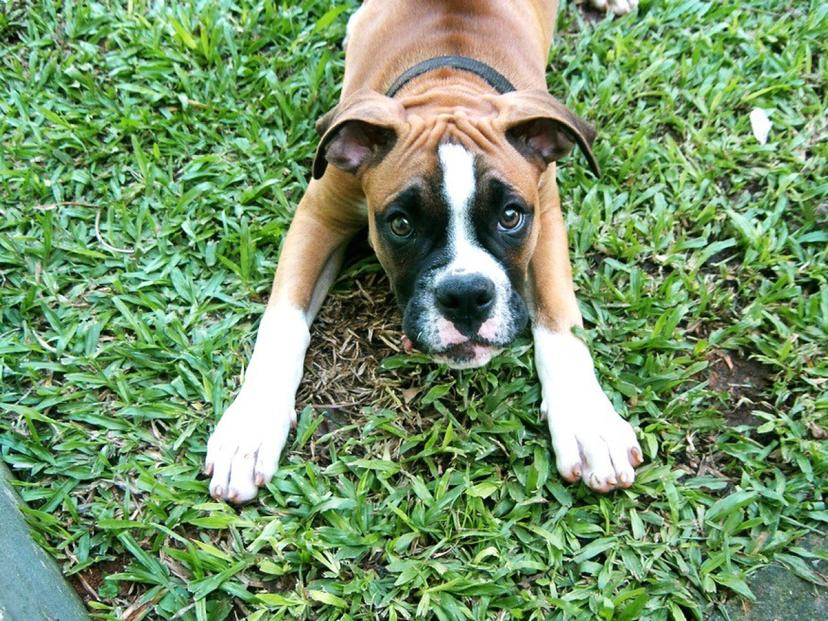 Lahjakortti koirakoulun verkkokursseihin 39€ | Online