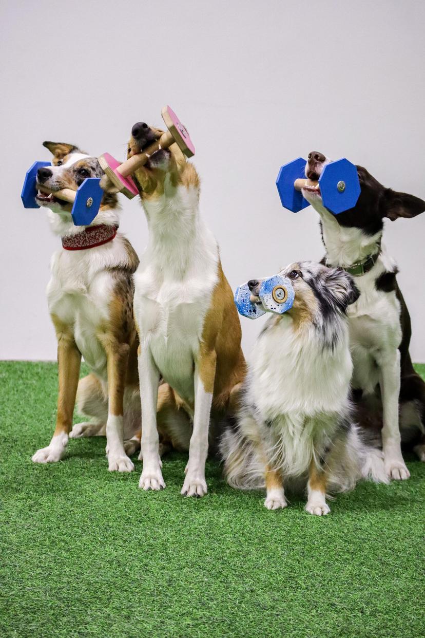 Lahjakortti koirakoulun verkkokursseihin 135€ | Online