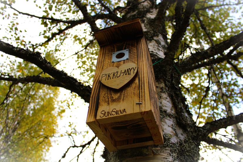 Suojele pesäpuu linnulle | Online