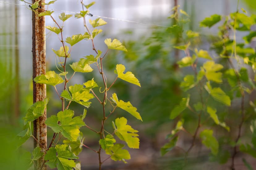 Noble rod jalohomeinen Semillon -viiniköynnös vuodeksi | Nauvo