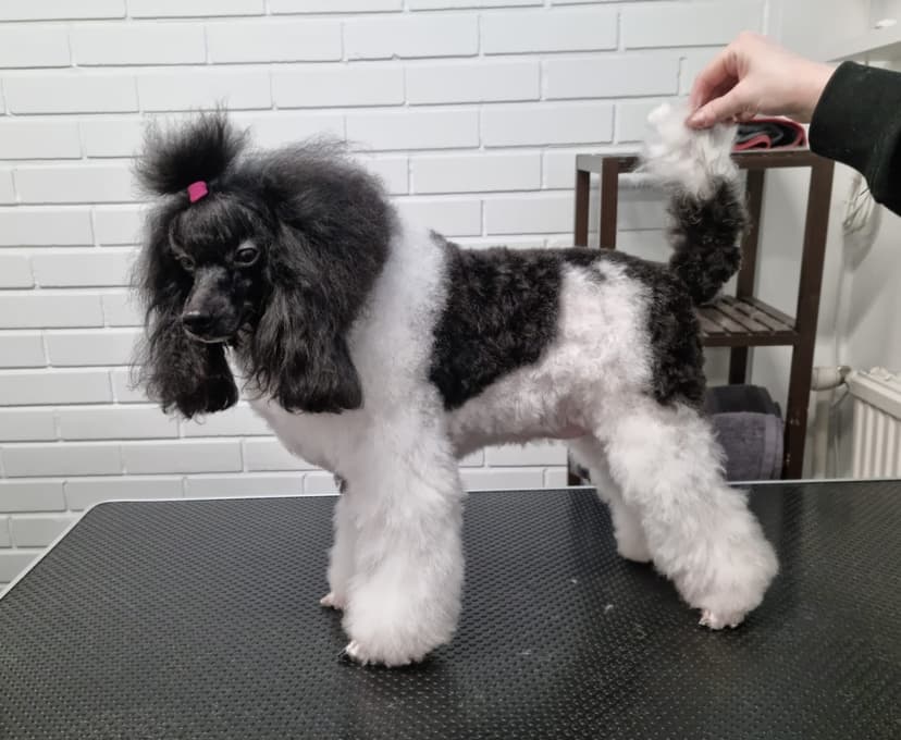 Parhaan ystävän spa -hoitopaketti (minityyppi 0-5 kg) | Salo