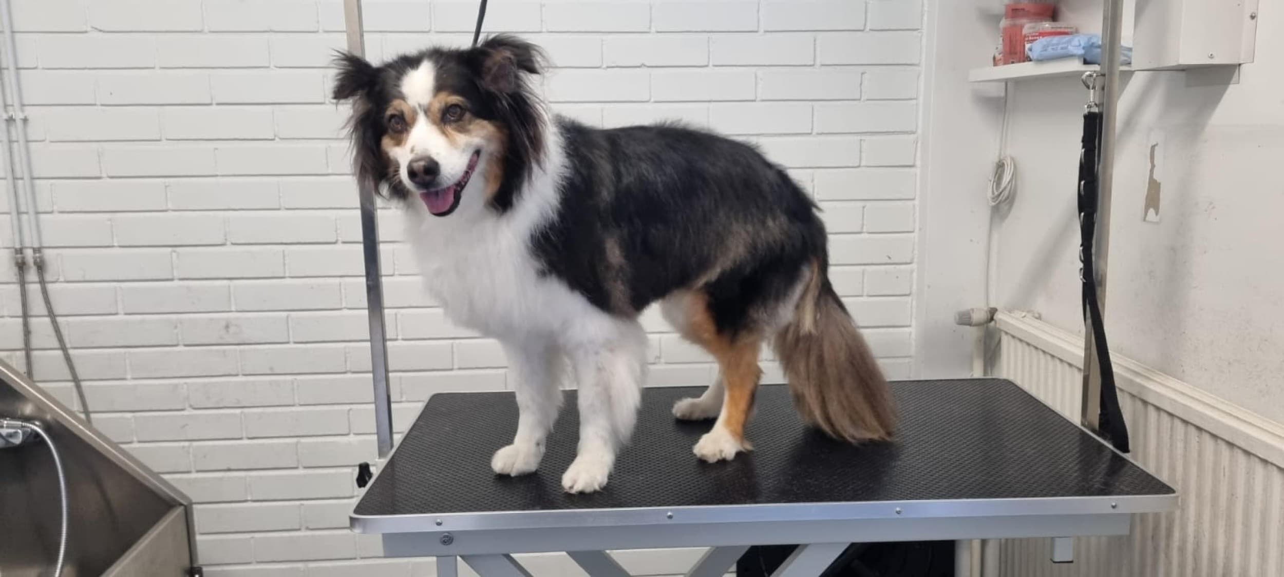 Parhaan ystävän spa -hoitopaketti (keskikokoinen kaiffari 11-20 kg) | Salo | Elamyslahjat