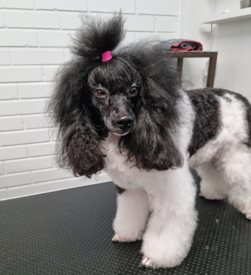 Ihmisen ja karvaisen ystävän spa -hoitopaketti (kuumakivihieronta 75 minuuttia) | Salo